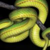 salazar serpentard harry potter crotale serprent decouverte