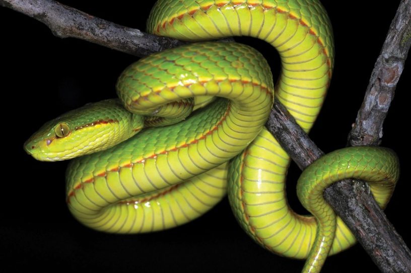 salazar serpentard harry potter crotale serprent decouverte
