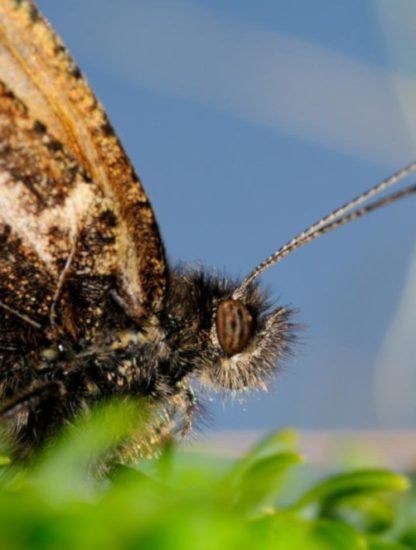 alerte extinctions espèces insectes monde