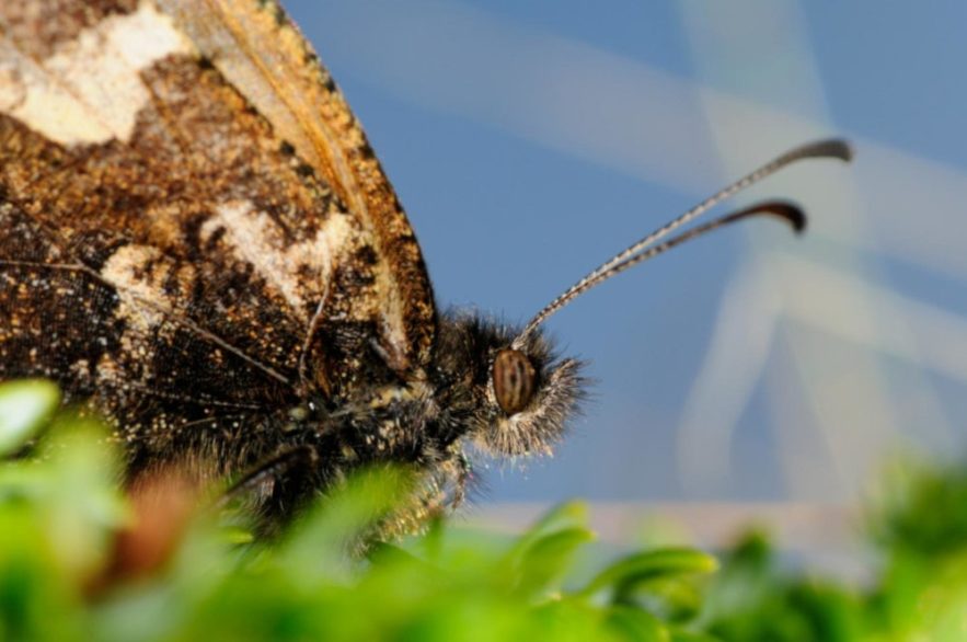 alerte extinctions espèces insectes monde