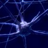 réparation cerveau suite AVC greffe neurones