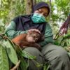 singes grand coronavirus pandemie risque infection