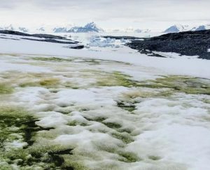 algues vertes neige antarctique