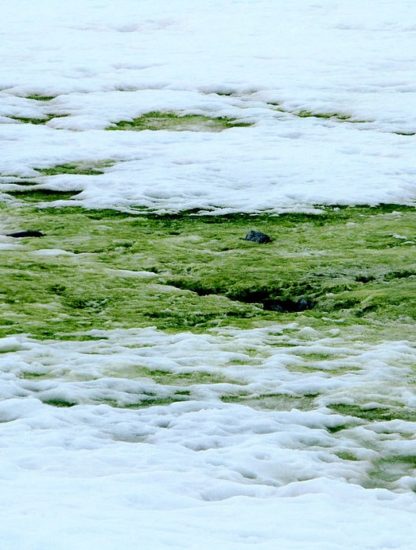 algues vertes antarctique réchauffement climatique