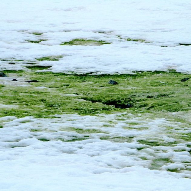 algues vertes antarctique réchauffement climatique
