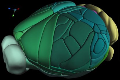 atlas 3D complet cerveau souris