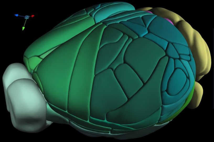 atlas 3D complet cerveau souris