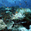 recif corail coraux blanchiment