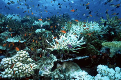 recif corail coraux blanchiment