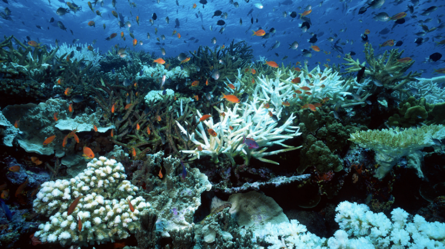 recif corail coraux blanchiment