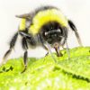 bourdon abeille insecte pollinisation réchauffement changement climatique climat pollen floraison fleur fleurir