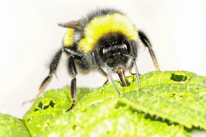 bourdon abeille insecte pollinisation réchauffement changement climatique climat pollen floraison fleur fleurir