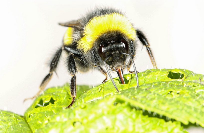 bourdon abeille insecte pollinisation réchauffement changement climatique climat pollen floraison fleur fleurir
