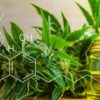 cannabis chanvre cbd huile produit type