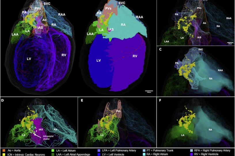carte 3D système nerveux cœur rat