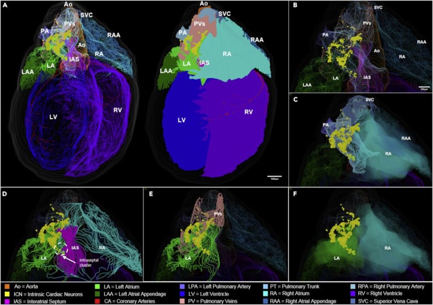carte 3D système nerveux cœur rat