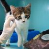 chat coronavirus covid19