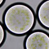 chloroplaste photosynthese