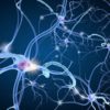 neurone communication