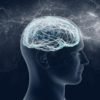 conscience mouche à fruit humain humaine neurologie cerveau