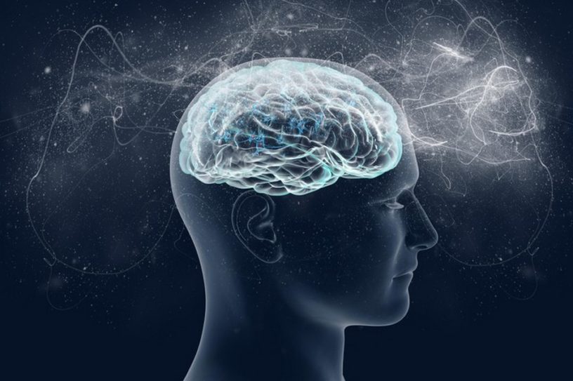conscience mouche à fruit humain humaine neurologie cerveau
