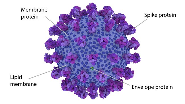 coronavirus detail modelisation 3d sars-cov-2 covid-19