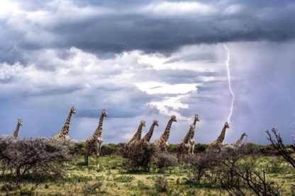 girafes foudre