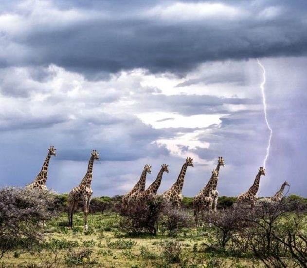 girafes foudre