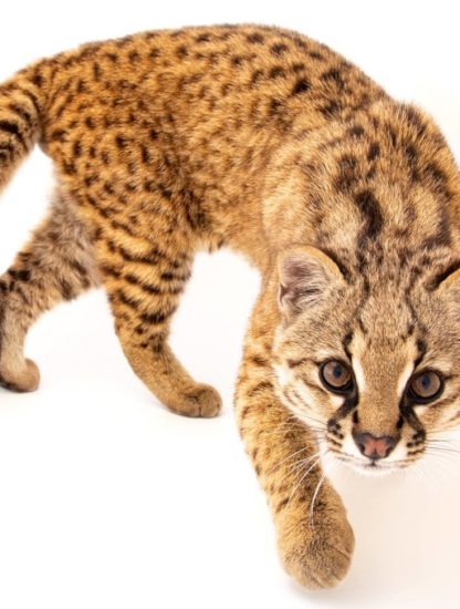 leopardus guigna espèce menacée Chili