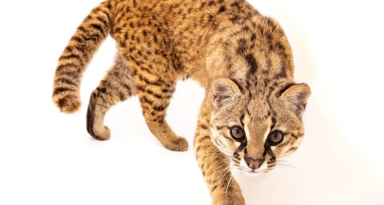 leopardus guigna espèce menacée Chili