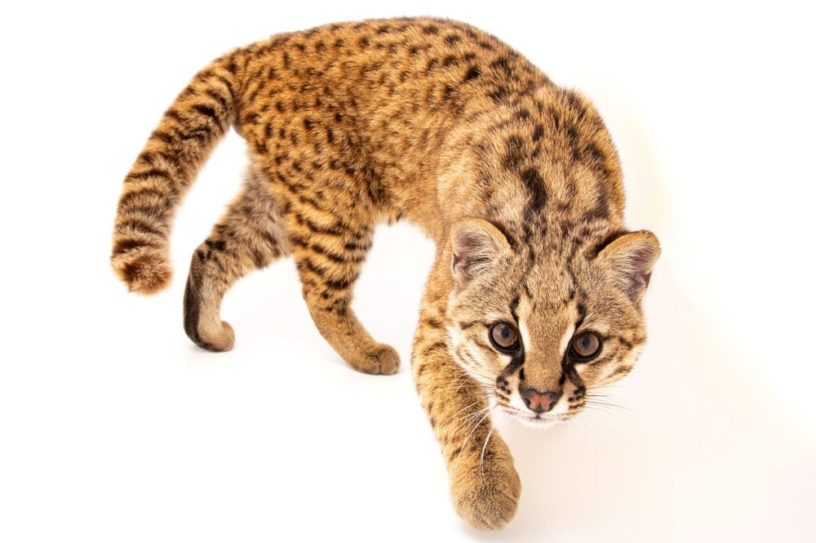 leopardus guigna espèce menacée Chili