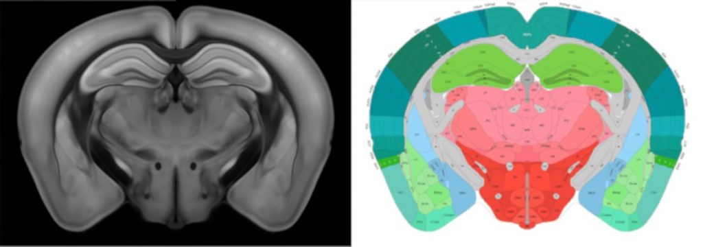 carte 3D zones cérébrales souris