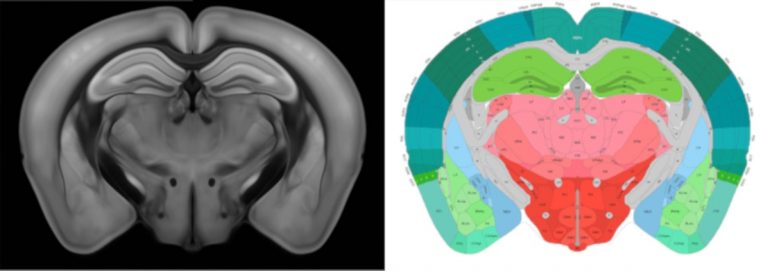 Des Scientifiques Publient La Carte 3D Complète Du Cerveau De Souris