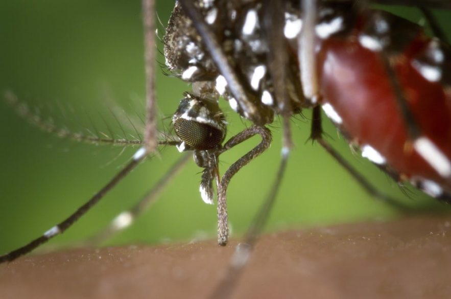 microbe moustique lutte paludisme