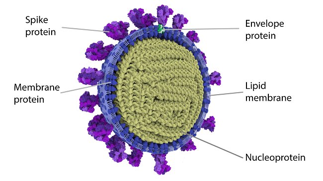 coronavirus detail modelisation 3d sars-cov-2 covid-19