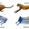 robot robotique guépard
