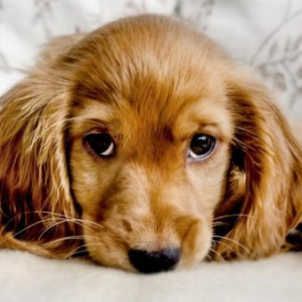 animaux jalousie