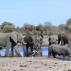elephant eau botswana mort mystere