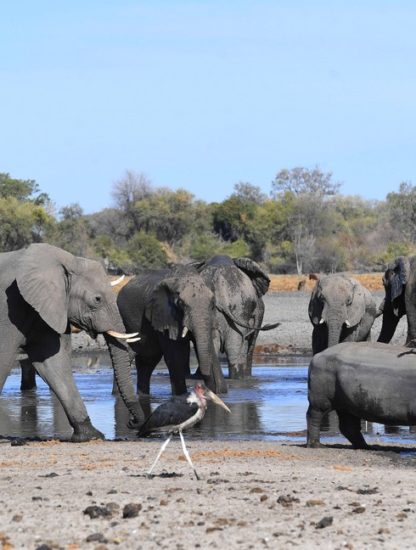 elephant eau botswana mort mystere