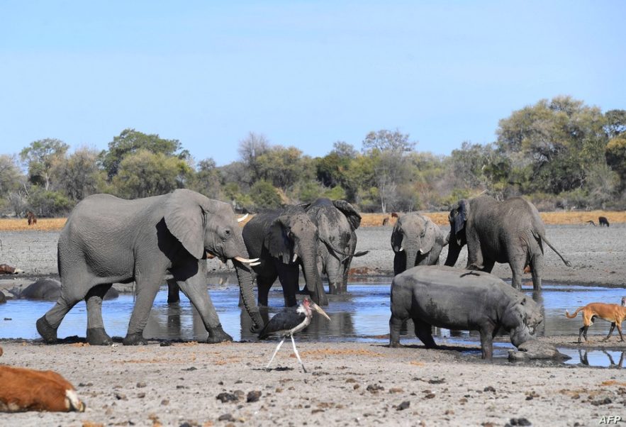 elephant eau botswana mort mystere