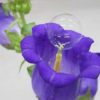 plante fleur pollen bulle drone pollinisateur