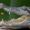 dents animaux
