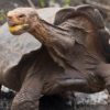 diego tortue galapagos