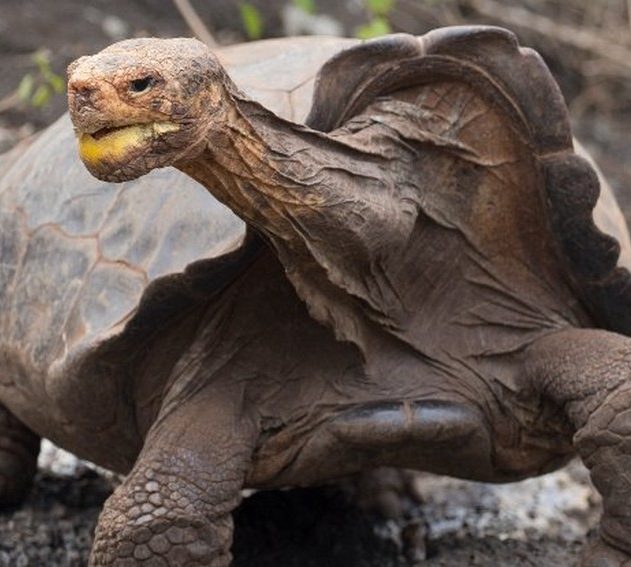 diego tortue galapagos