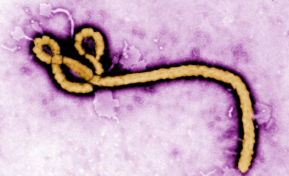 D'où vient le virus Ebola