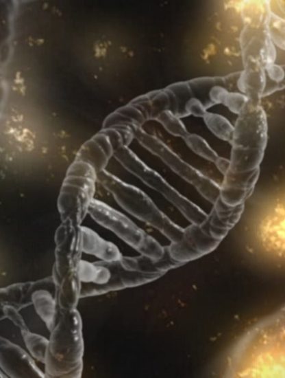 embryons modifiés CRISPR anomalies imprévues