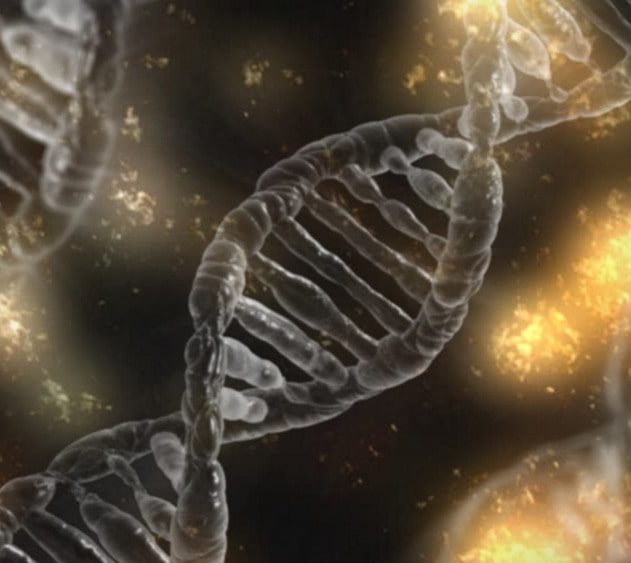 embryons modifiés CRISPR anomalies imprévues