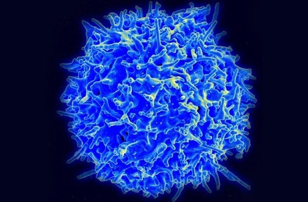 immunité croisée coronavirus COVID-19
