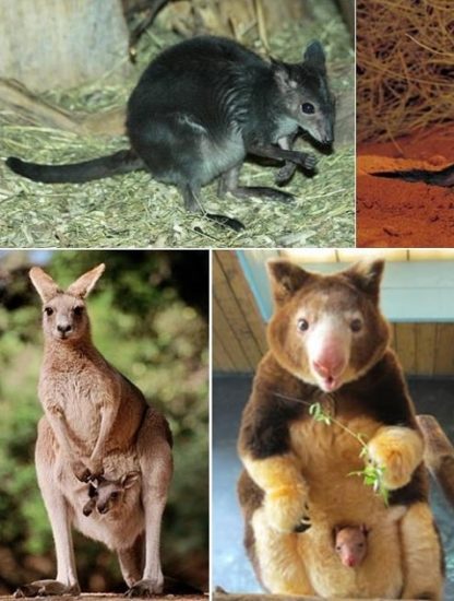 marsupiaux australie