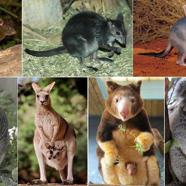 marsupiaux australie